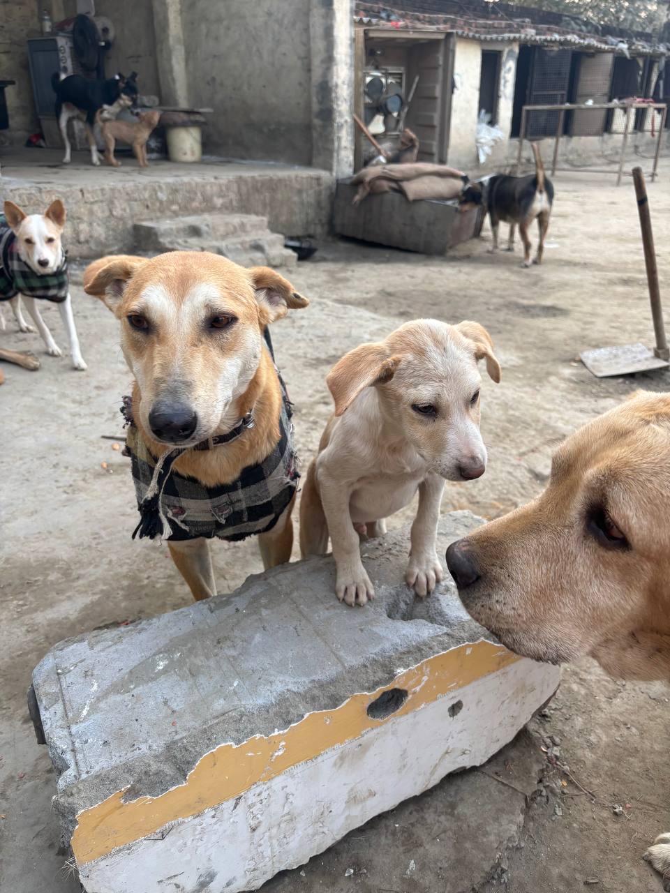 Rescued street dogs at our shelter